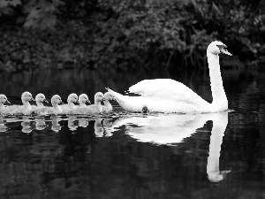 water, swan, young