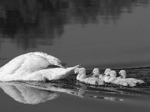 water, Swans, young