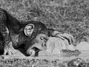 young, Tounge, water, chimpanzee