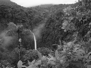 jungle, waterfall