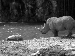 waterfall, Rhino, Sand, rocks, River