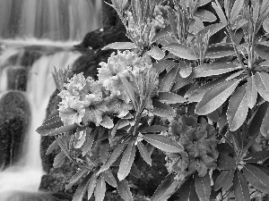 waterfall, Pink, rhododendron