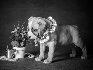 dog, Flowers, Watering Can, Puppy