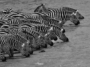 Kenya, zebra, watering place
