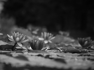 Leaf, Flowers, Nenufary, Waterlily, Water lilies