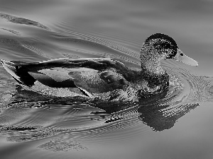 Waves, Ducky, water