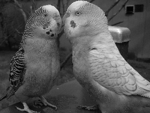 Parrots, Wavy