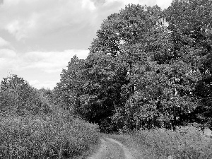 autumn, viewes, Way, trees