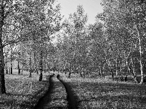 birch, Field, Way, medows