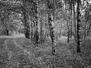 Way, forest, birch