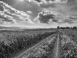 clouds, Field, Way, Field