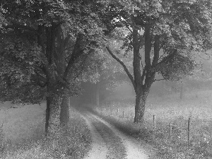 Way, Field, viewes, Fog, trees