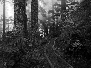 Way, Fog, trees, viewes, forest