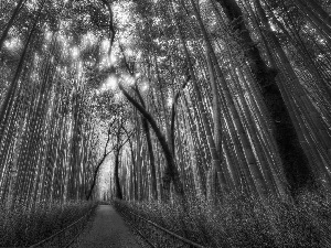 Way, bamboo, forest