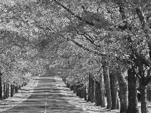 hedge, trees, Way, autumn