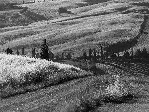 Italy, field, Way, Tuscany