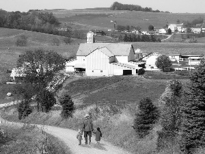 medows, Cows, Way, farm