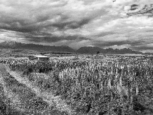 Mountains, field, Way, clouds