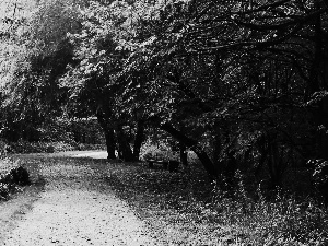 Park, viewes, Way, trees