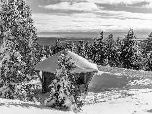 Way, Spruces, forest, arbour, winter