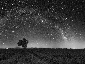 Night, lavender, star, Sky, Field, trees, Star way