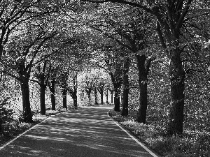 trees, asphalt, Way, viewes