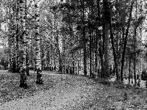 birch, Way, trees, viewes, Park