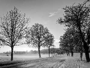 field, east, trees, sun, winter, Way, viewes