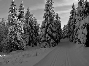 winter, forest, Way, Spruces