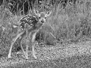 young, forest, Way, deer