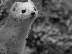 weasel