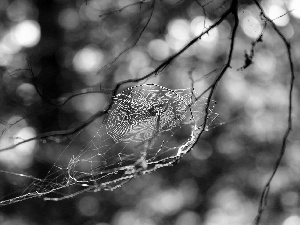 Spider, branch pics, Web