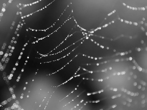 droplets, Web
