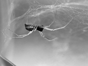 Web, Spider, net