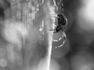 Web, Spider, net