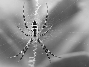 Web, Spider, Argiope