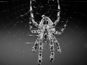 Web, color, Spider