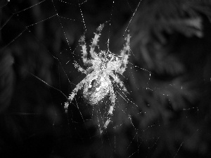 Spider, Web