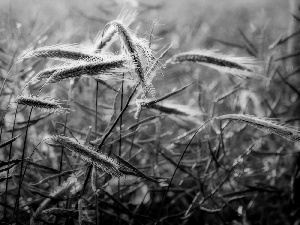 Ears, red weed