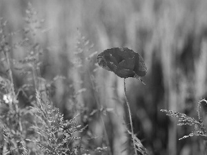 Red, red weed