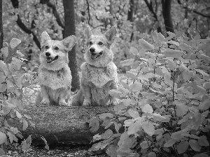 Welsh corgi pembroke, Two cars, Leaf, autumn, forest, Dogs