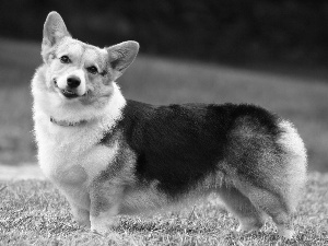 mouth, Welsh corgi pembroke