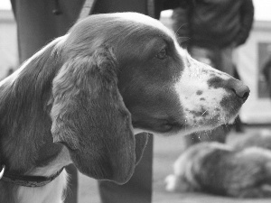 Head, Welsh Springer Spaniel