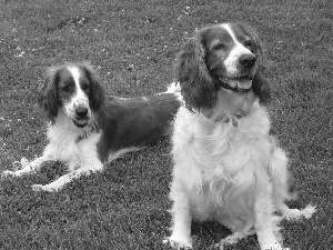 grass, Two cars, Welsh Springers spaniels