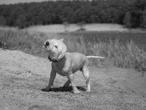 bath, dog, West Highland White Terrier