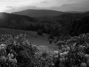 west, The Hills, flourishing, Rhododendrons, sun, woods