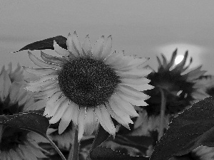 sun, Nice sunflowers, west