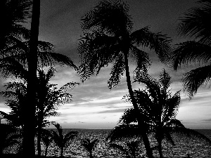 west, Palms, sea