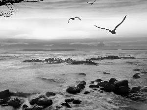 rocks, sea, west, sun, birds, Stones