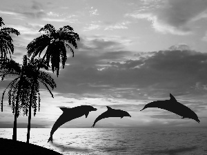 west, sun, sea, Palms, dolphins